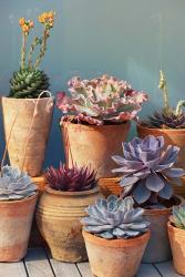 Succulent on Table II | Obraz na stenu