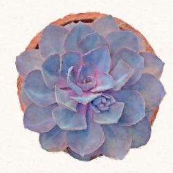 Succulent Watercolor Study | Obraz na stenu