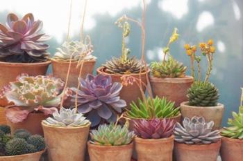 Succulents in Terracotta Pots II | Obraz na stenu