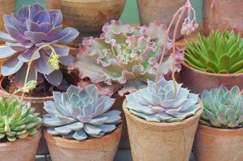 Succulents in Terracotta Pots IV | Obraz na stenu