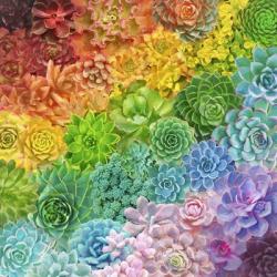 Rainbow Succulents | Obraz na stenu