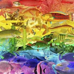 Rainbow Fish | Obraz na stenu