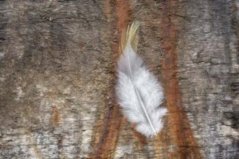 Downy Feather | Obraz na stenu