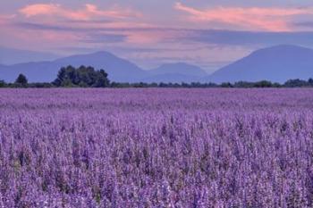 Fields of Clary Sage in Provence | Obraz na stenu