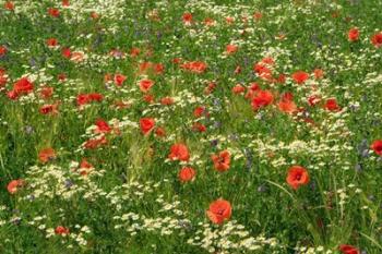 Flower Field with Poppies | Obraz na stenu