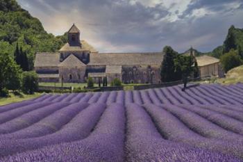 Lavender Fields of Abbaye de Senanque | Obraz na stenu