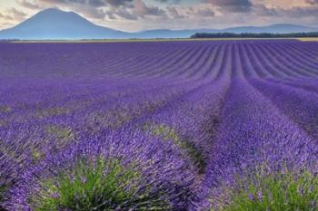 Lavender Fields Provence | Obraz na stenu