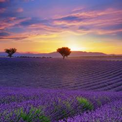 Lavender Sky Sunset | Obraz na stenu