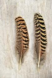Pheasant Feathers | Obraz na stenu