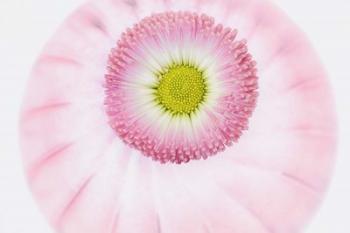 Pink Daisy | Obraz na stenu