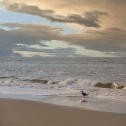 Seagull on Beach | Obraz na stenu