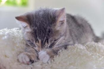 Sleeping Kitten | Obraz na stenu