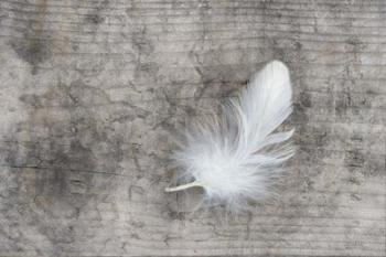 White Feather | Obraz na stenu