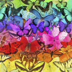 Rainbow of Butterflies | Obraz na stenu
