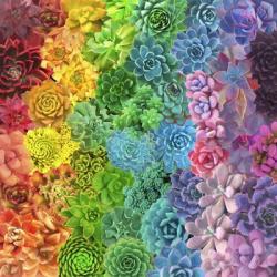 Rainbow Succulents II | Obraz na stenu