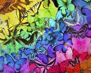 Rainbow of Butterflies 2 | Obraz na stenu