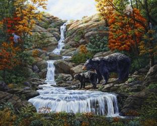 Black Bear Falls | Obraz na stenu