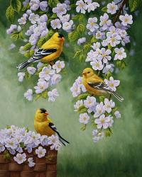 Goldfinch Blossoms | Obraz na stenu