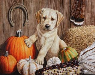 Pumpkin Harvest Puppy | Obraz na stenu