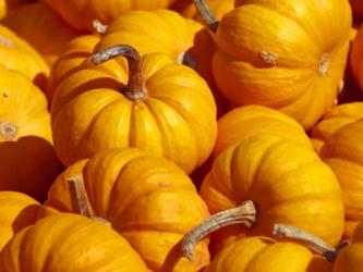 Pumpkins | Obraz na stenu