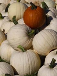 White Pumpkins | Obraz na stenu