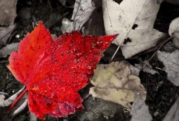 Red Leaf | Obraz na stenu