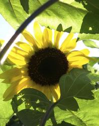 Sunflower 6 | Obraz na stenu