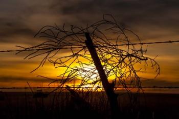 Blowing in the Wind | Obraz na stenu