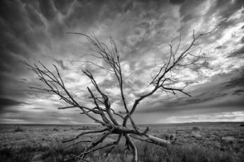 Colorado Storm | Obraz na stenu