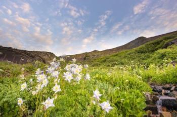 Columbine Morning II | Obraz na stenu