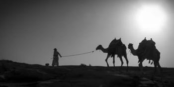 Camel Trip, Jordan | Obraz na stenu