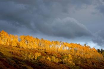 Golden Light | Obraz na stenu