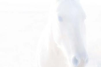 Spirit Series I | Obraz na stenu