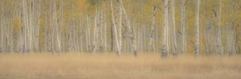 Aspens Panorama | Obraz na stenu