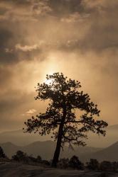 Tree Silhouette | Obraz na stenu
