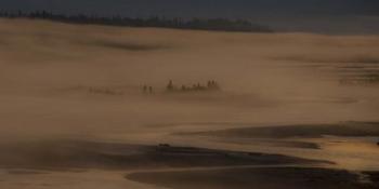 Trees in the Fog | Obraz na stenu