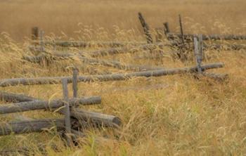 Grazing Fence | Obraz na stenu