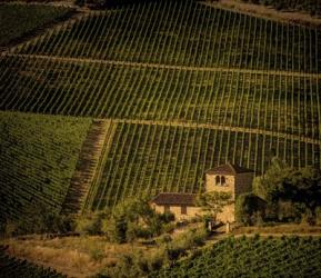 Vineyard | Obraz na stenu