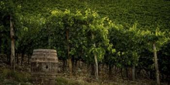 Grapevines and Barrel | Obraz na stenu