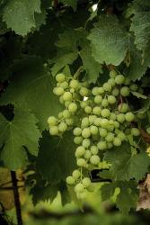 Grapes | Obraz na stenu