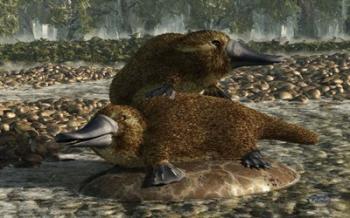 Platypuses | Obraz na stenu