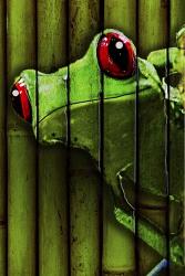 Camo Frog | Obraz na stenu