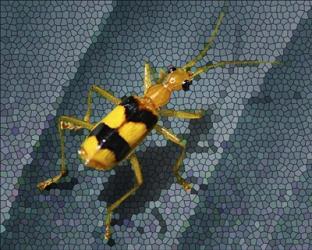 Yellow Bug | Obraz na stenu