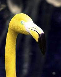 Yellow Flamingo | Obraz na stenu