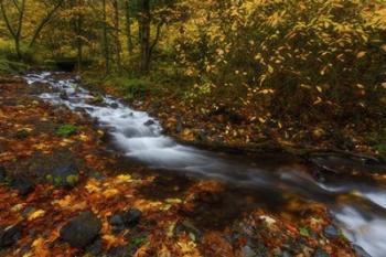 Creekside Colors | Obraz na stenu