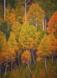 Autumn Trees | Obraz na stenu