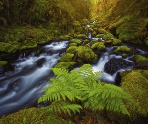 Gorton Creek Fern | Obraz na stenu