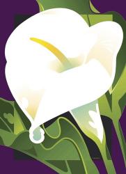 Calla Lily | Obraz na stenu