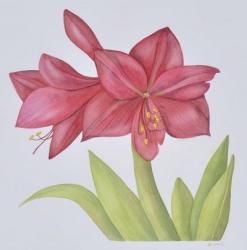 Amaryllis | Obraz na stenu