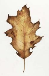 Black Oak Leaf | Obraz na stenu